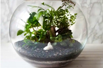 Creating Closed Terrariums